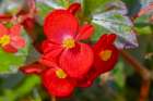USA, Colorado, Fort Collins. Begonia flowers close-up. Art Print